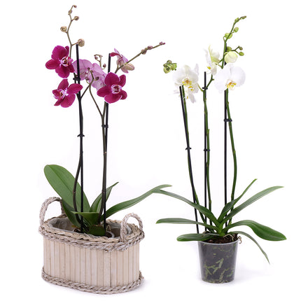 03002108_duo-orchidej-v-drevenem-boxu-2