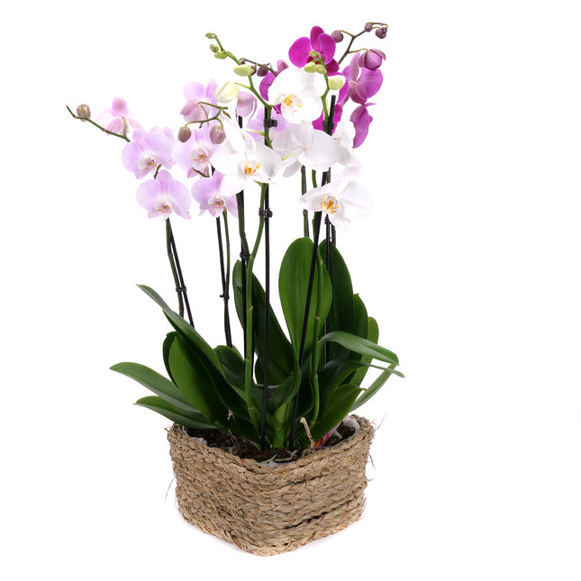 03002118_trio-barevne-orchideje-v-proutenem-srdci