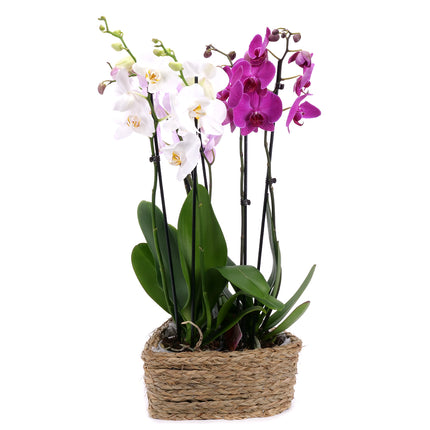 03002118_trio-barevne-orchideje-v-proutenem-srdci