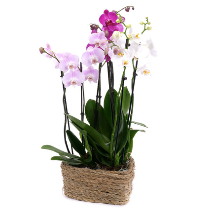 03002118_trio-barevne-orchideje-v-proutenem-srdci