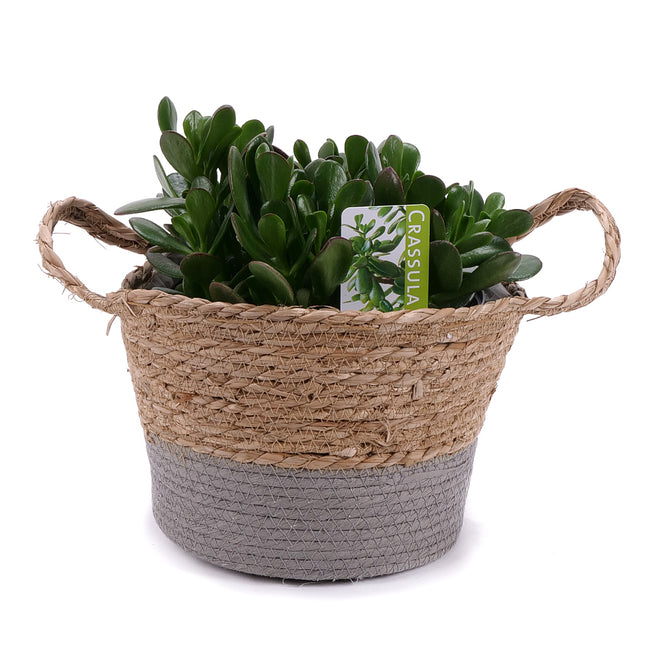 03002131_crassula-v-ratanovem-obalu