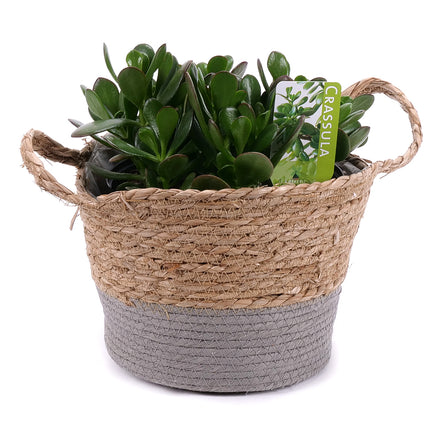 03002131_crassula-v-ratanovem-obalu