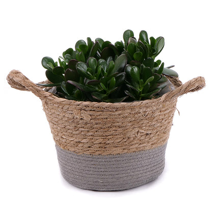 03002131_crassula-v-ratanovem-obalu