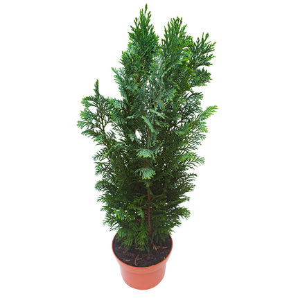 03401040_thuja-coniferen-crep