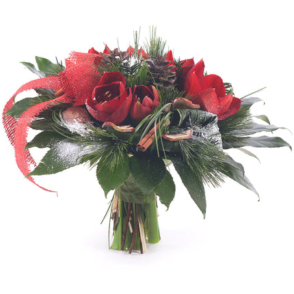 Perla červený amarylis