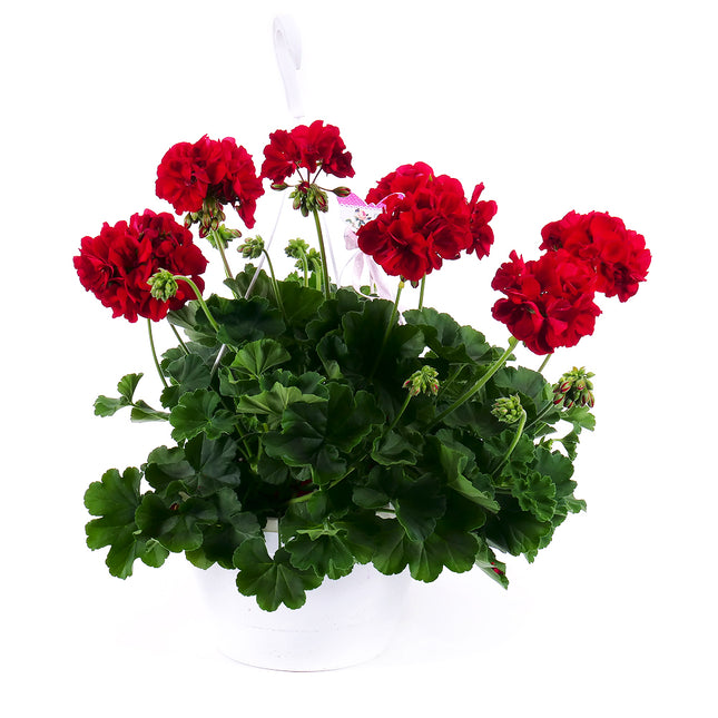 Muškát červený závěs