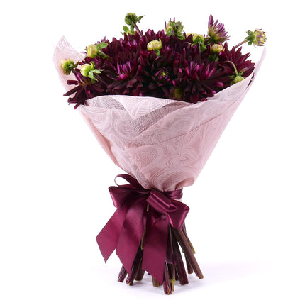 Sweet bordové dáhlie Chat Noir