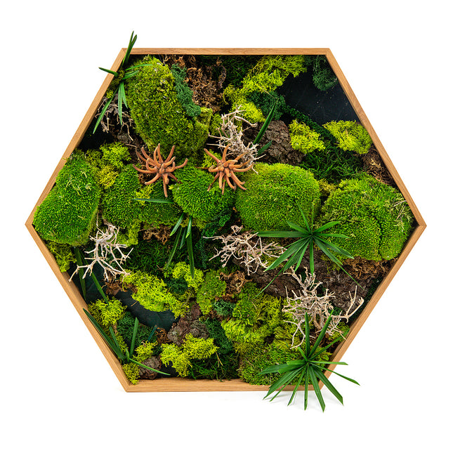 Mechový preparovaný obraz šestiúhelník velký