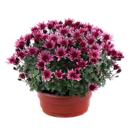 Fialová chryzantéma