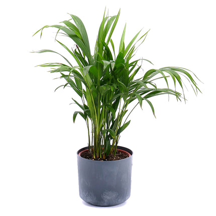 Palma dypsis v plastovém obalu