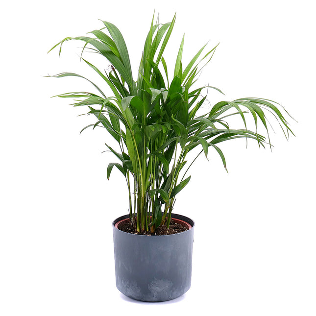 Palma dypsis v plastovém obalu