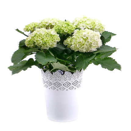 Bílá hortenzie v plechové nádobě