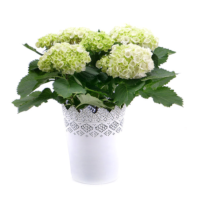 Bílá hortenzie v plechové nádobě