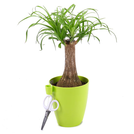 Nolina v plastovém obalu