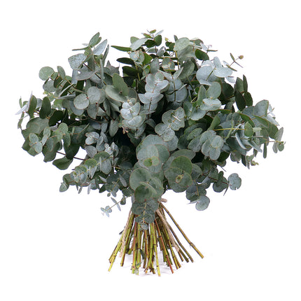 Nature Kytice eukalypt