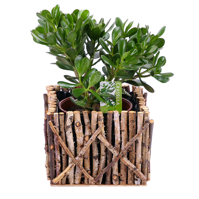 Crassula v dřevěném boxu