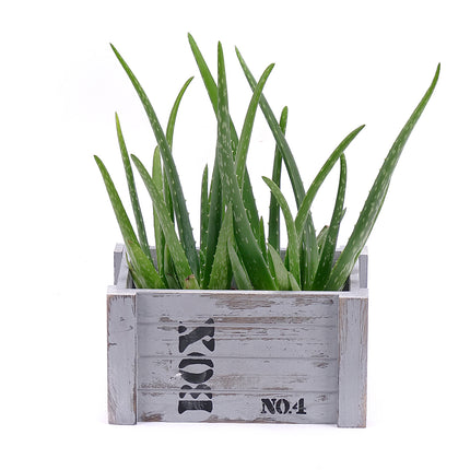 Duo aloe vera v dřevěném boxu