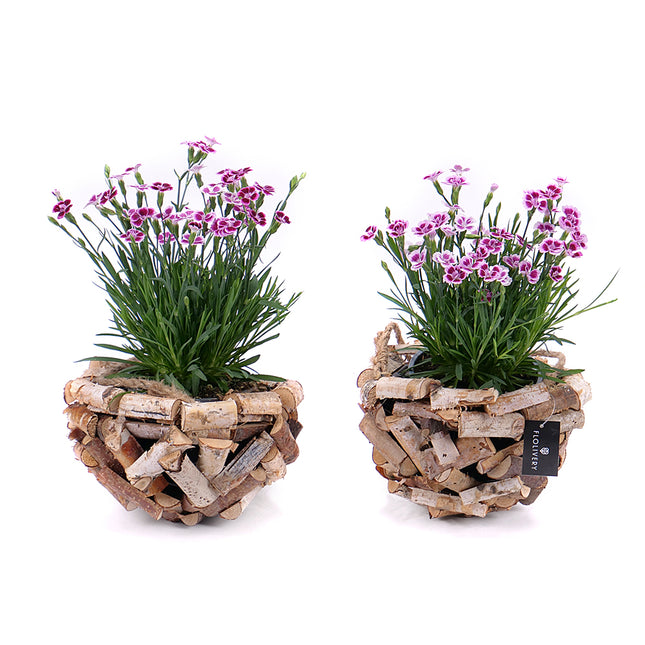 Duo hřebíček v dřevěném boxu k zavěšení