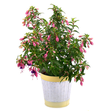 Fuksia v plechovém obalu