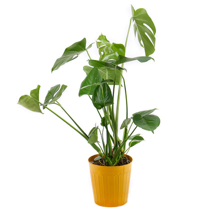 Monstera v plechovém obalu