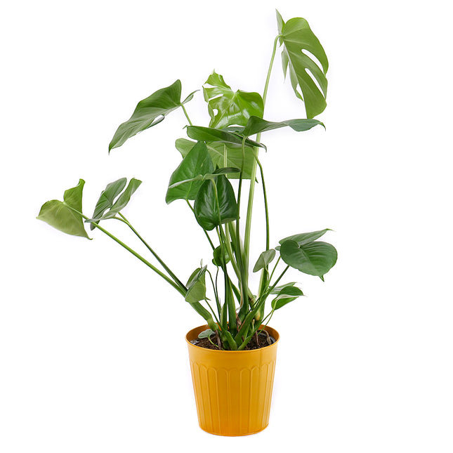 Monstera v plechovém obalu