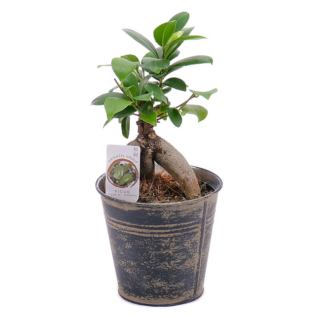 Ficus ginseng v plechovém obalu