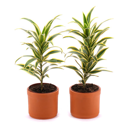 Duo dracena v hliněném obalu