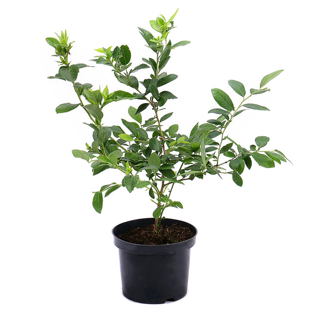 Borůvka v květináči 1