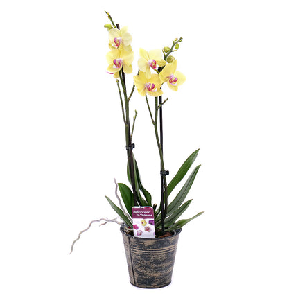 Žlutá orchidej v plechovém obalu