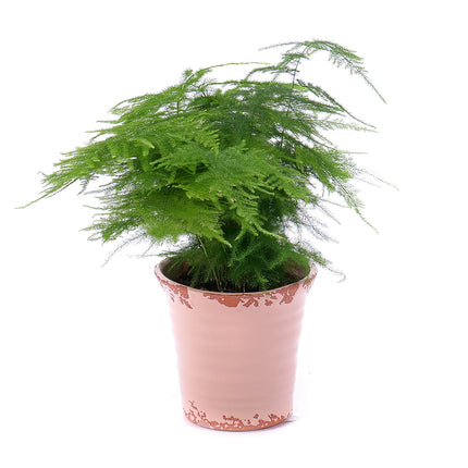 Asparatus v keramickém obalu