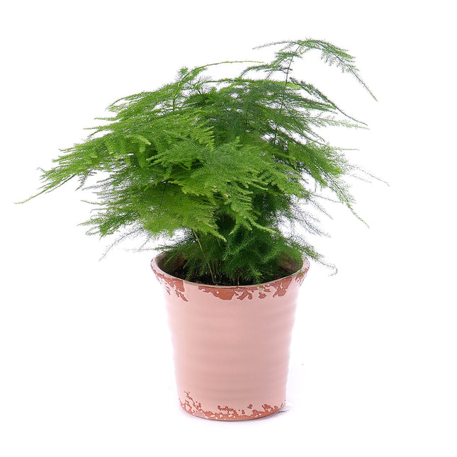 Asparatus v keramickém obalu