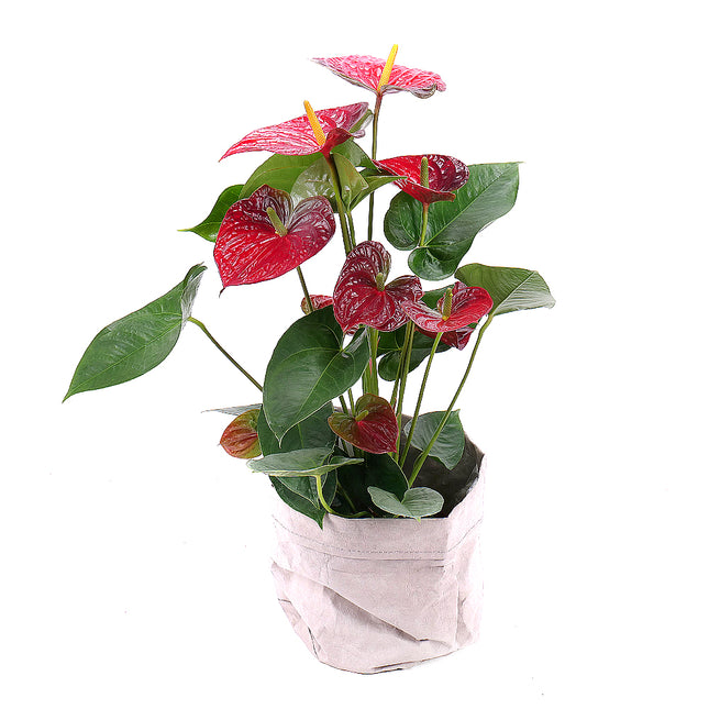 Červená anturie v koženém obalu