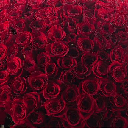 Amore červené růže 250