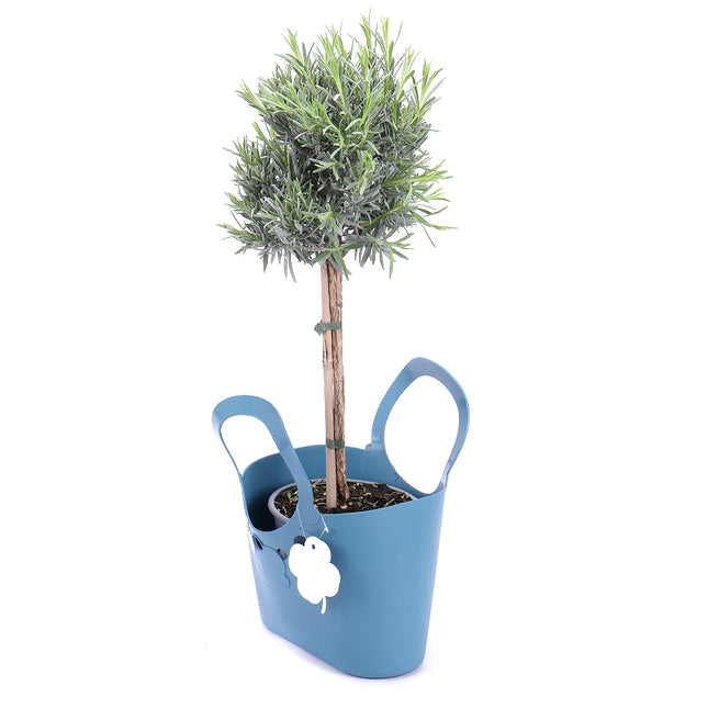 Levanduľa v plastovej taške