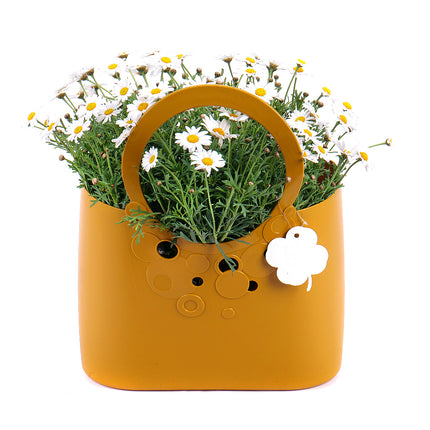 Argyranthemum v plastové tašce