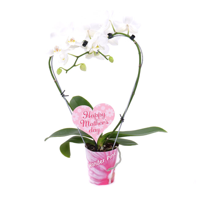 Bílá orchidej v květináči Happy Mother´s day