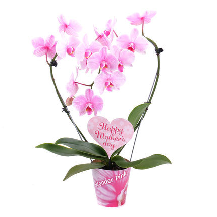 Růžová orchidej v květináči Happy Mother´s day