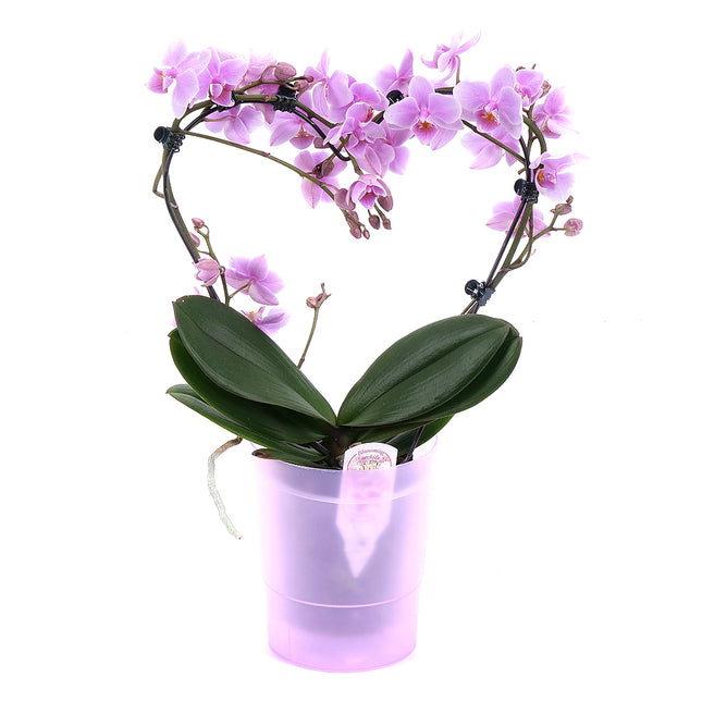 Růžová orchidej v plastovém obalu