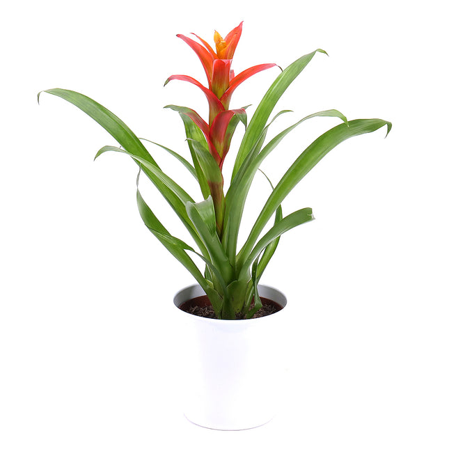 Guzmánie v keramickém obalu