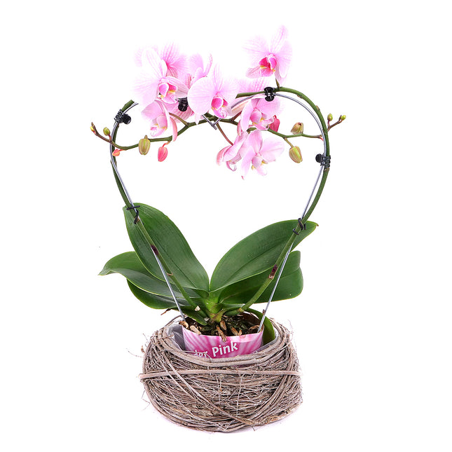 Růžová orchidej srdce v proutěném obalu