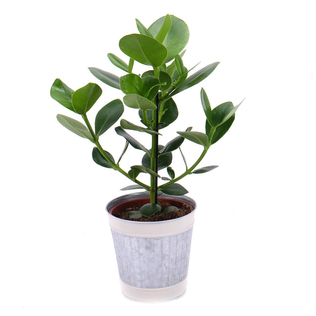 Cluse v kovovém obalu