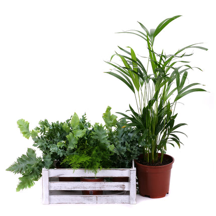 Dárkový set dřevěný box mix pokojových rostlin