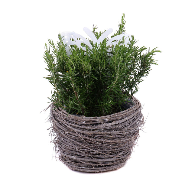 Rozmarýn v proutěném obalu s dekorací