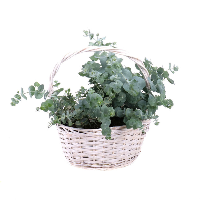 Eukalyptus v proutěném košíku