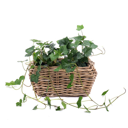 Hedera v plastovém obalu