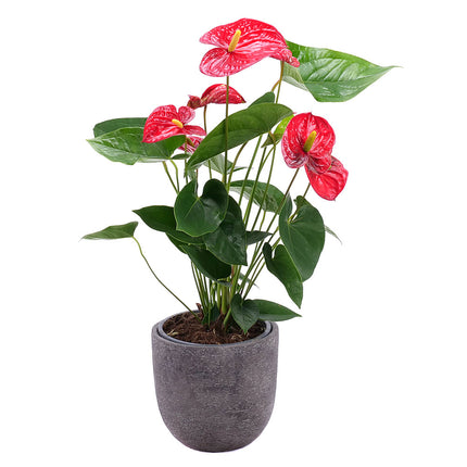 Červená anturie v proutěném obalu