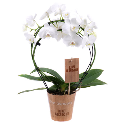 Orchidea okrúhla črepníková