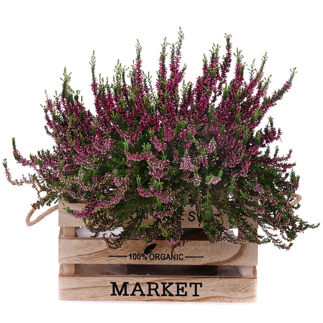 Duo vřesy v ratanovém košíku