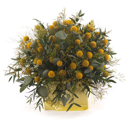 Kytica žltý flower box kocka craspédia
