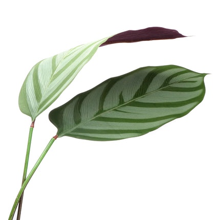 Calathea v květináči 140cm umělá